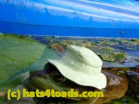 /home//u458753944/public_html/sourcegallery//Frogs/More bullfrogs/P8180204.JPG